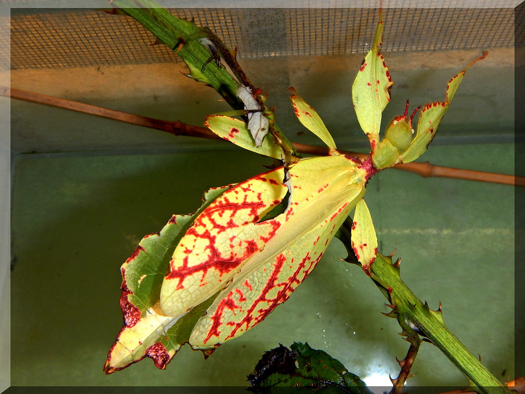 A colorful leaf insect hanging on a branch in a glass terrarium.