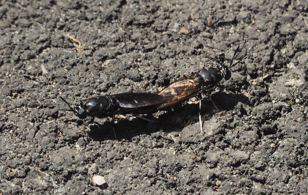 Black Soldier Flies, Hermetia illucens