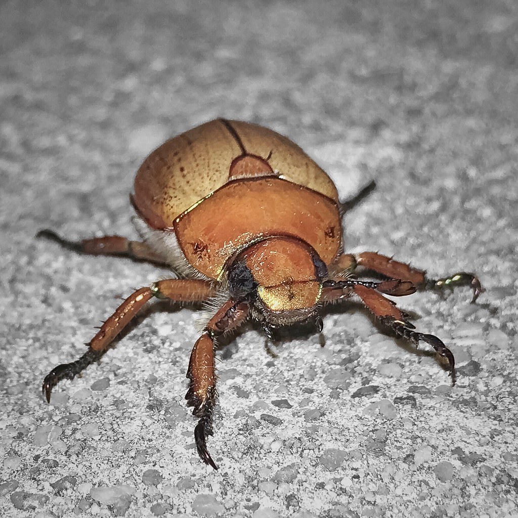 A macro-shot of the brown- or golden-brown Christmas beetle.