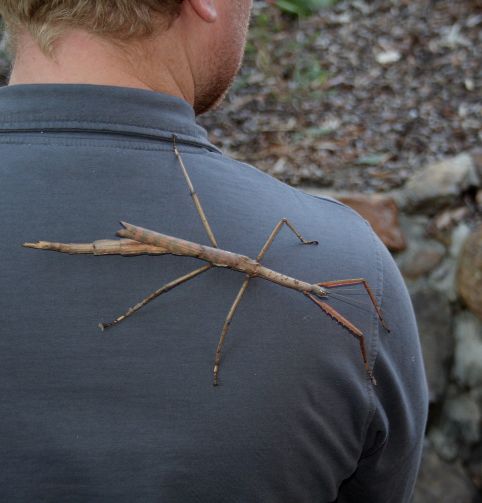 A stick insect crawling across someone's back.