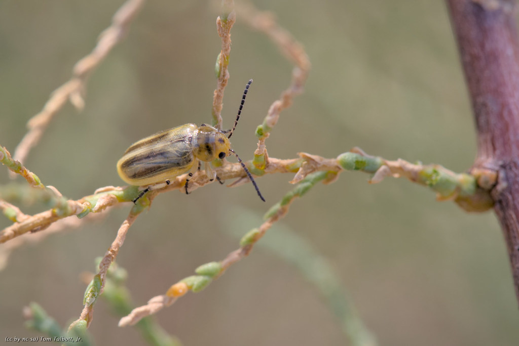 Tamarisk leaf beetle, native to a wide area in Eurasia
