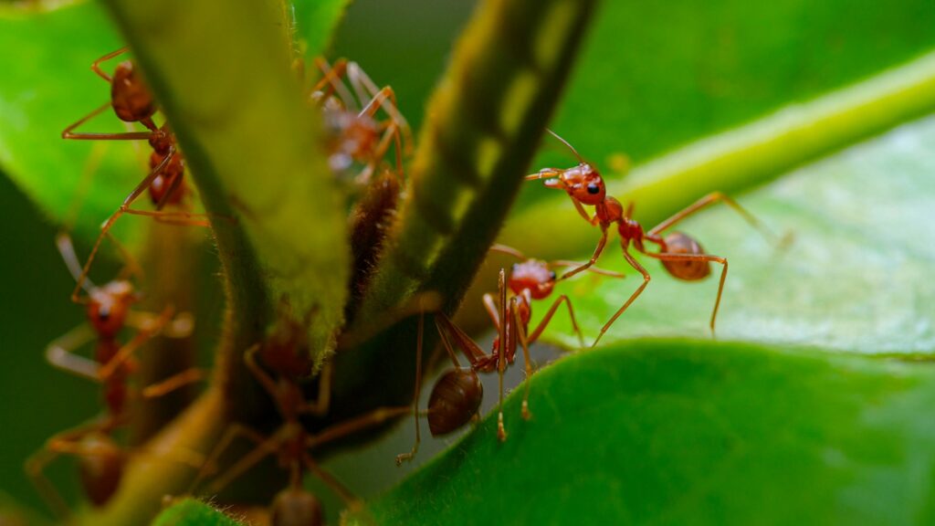 a group of red ants standing on top of a green leaf