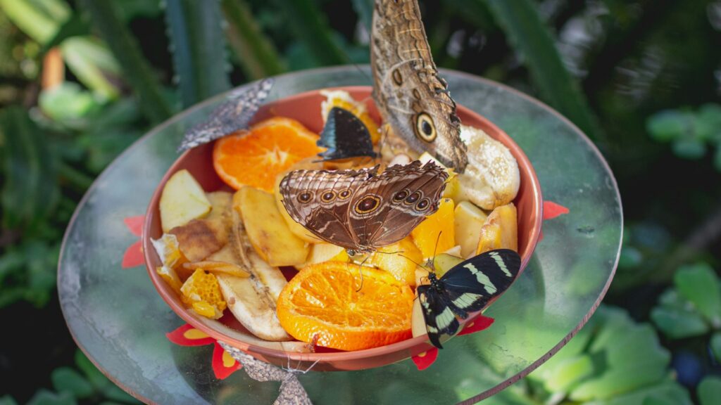 Butterflies feeding on sliced fruit in a shallow dish placed in a garden setting