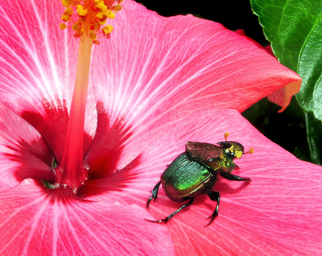 Phanaeus vindex on a flower