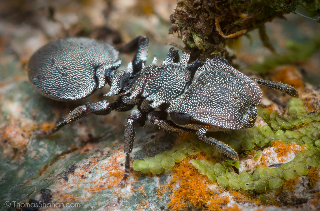 Cephalotes sp turtle ant - Belize