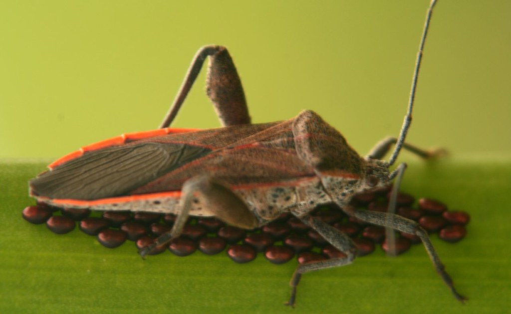 A close-up of a squash bug laying eggs on a leaf.