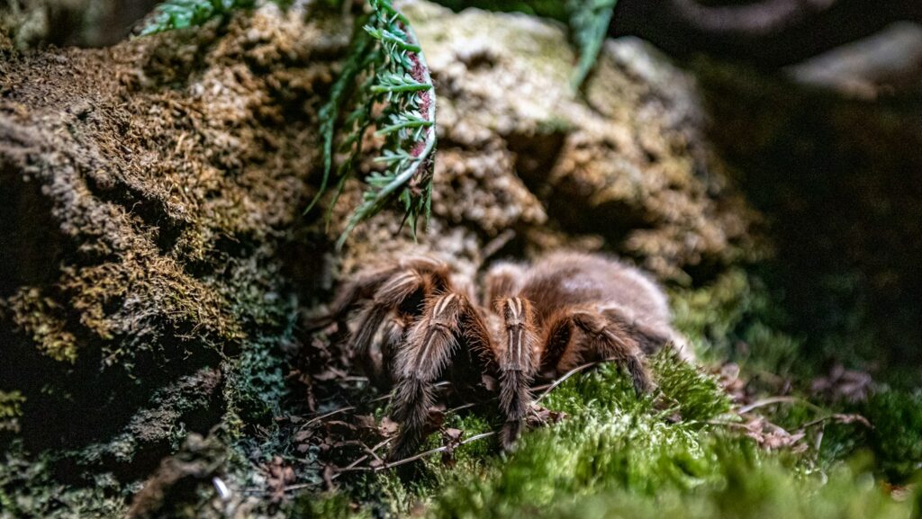 A brown tarantula rests among moss and rocks in a naturalistic, forest-like habitat.