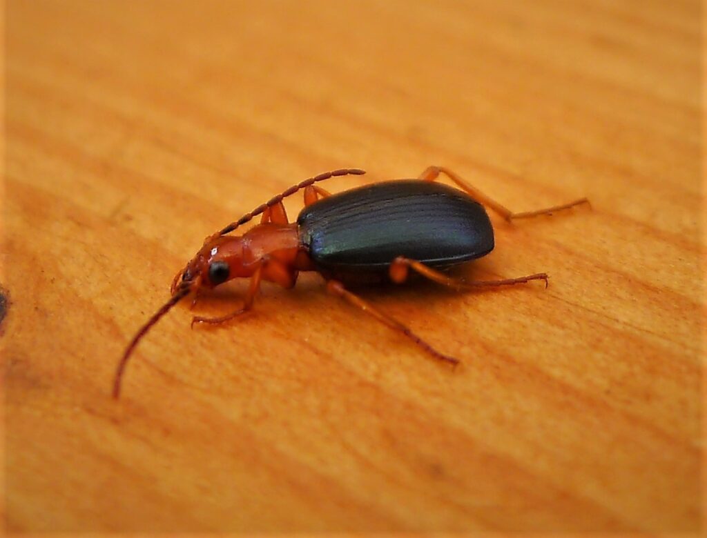Bombardier Beetle (Brachinus crepitans)