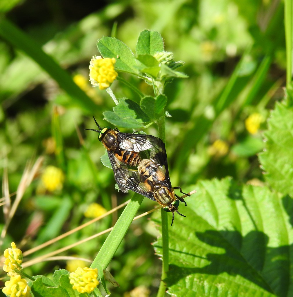 Two deer flies among lush vegetation.