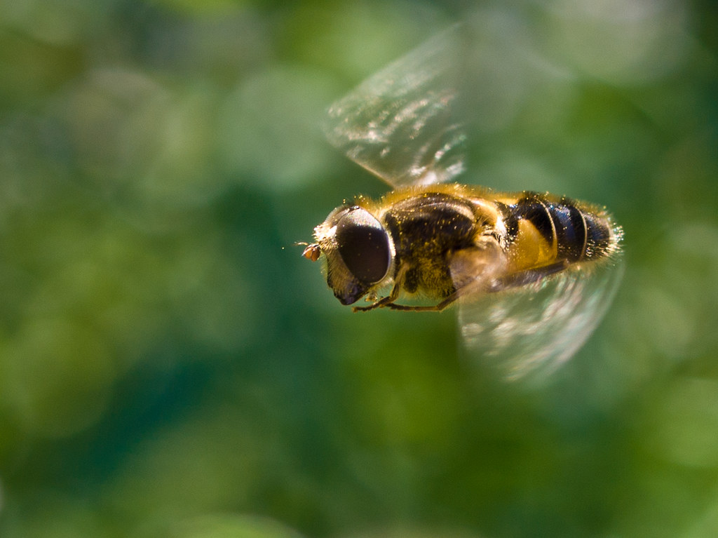 A flying honey bee