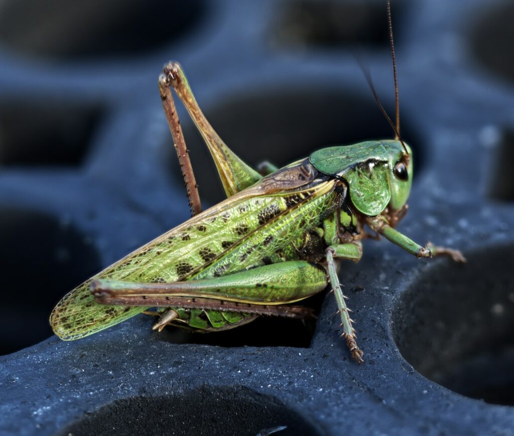 A green grasshopper on black textile