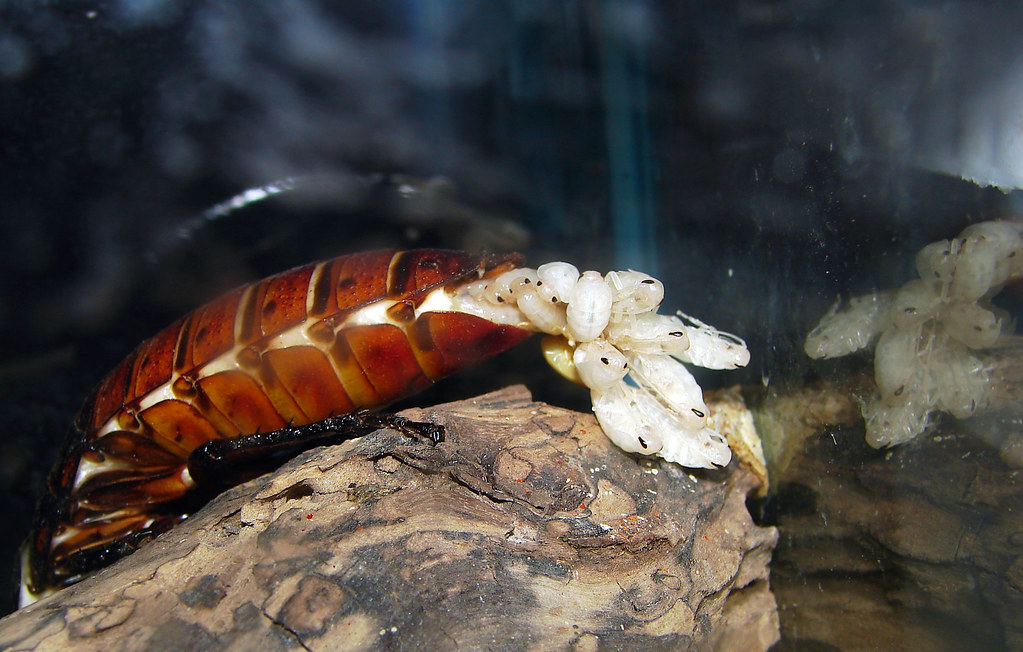 Diploptera punctata giving birth.