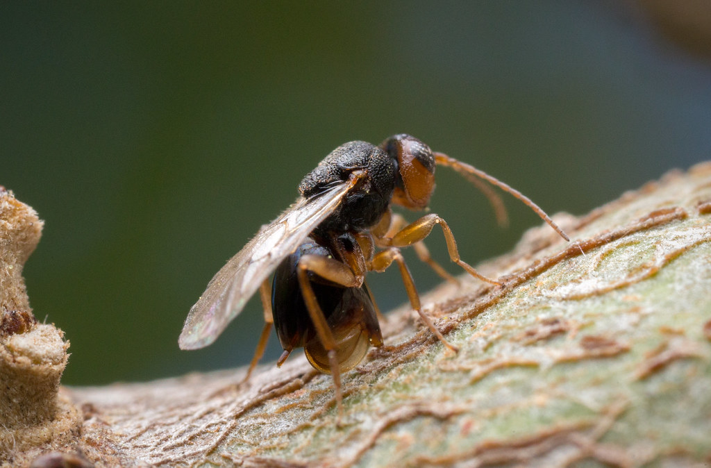 A gall wasp on a tree surface.