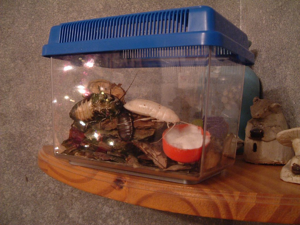 Hissing cockroaches in a plastic terrarium