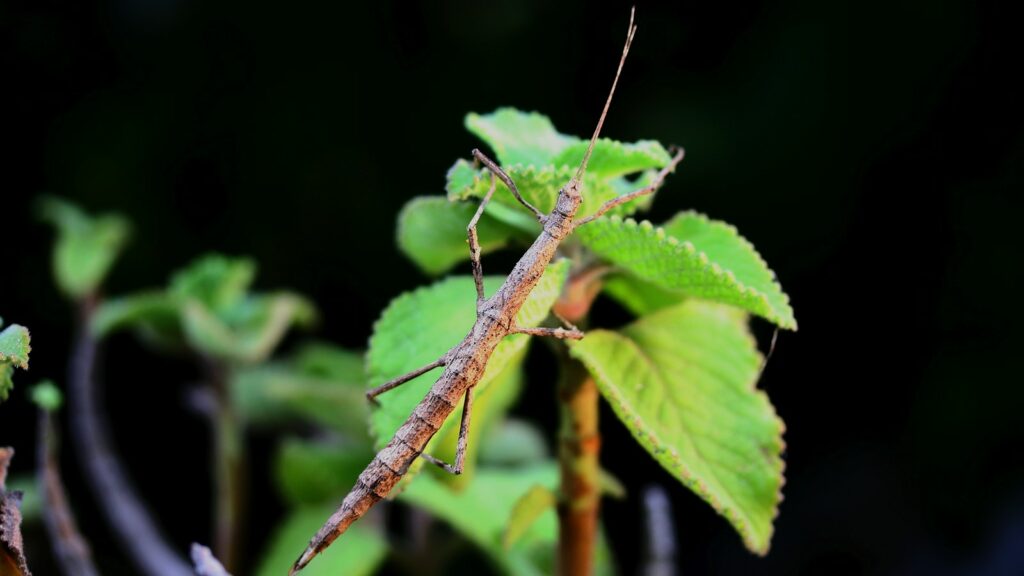 Stick insect perched on a green leaf against a dark background.