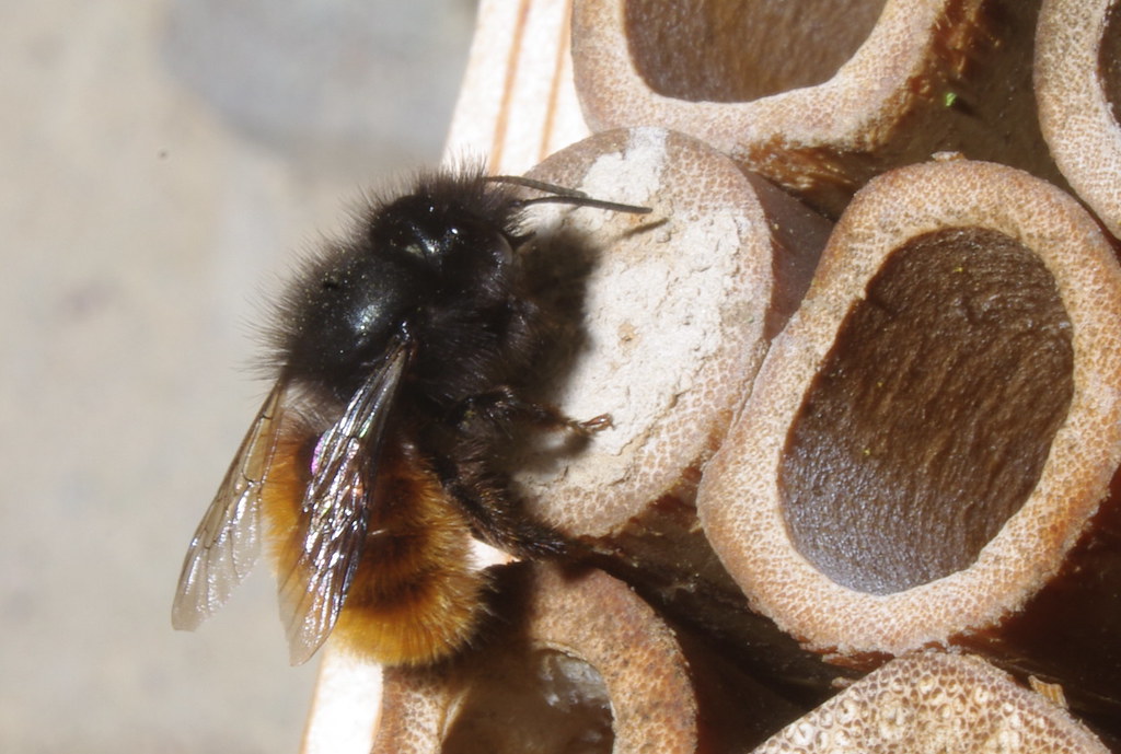 A macro shot of the sections for bees in a bug hotel