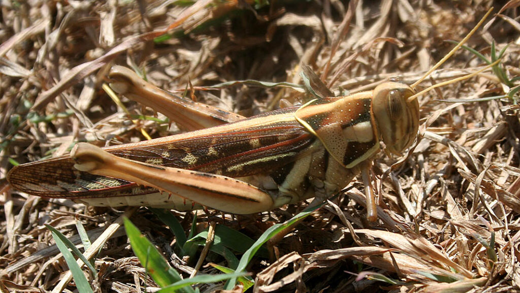 Desert Locust (Schistocerca gregaria)