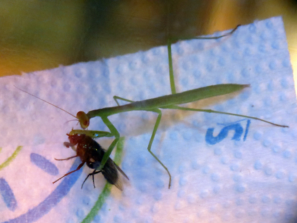 A feeding praying mantis.