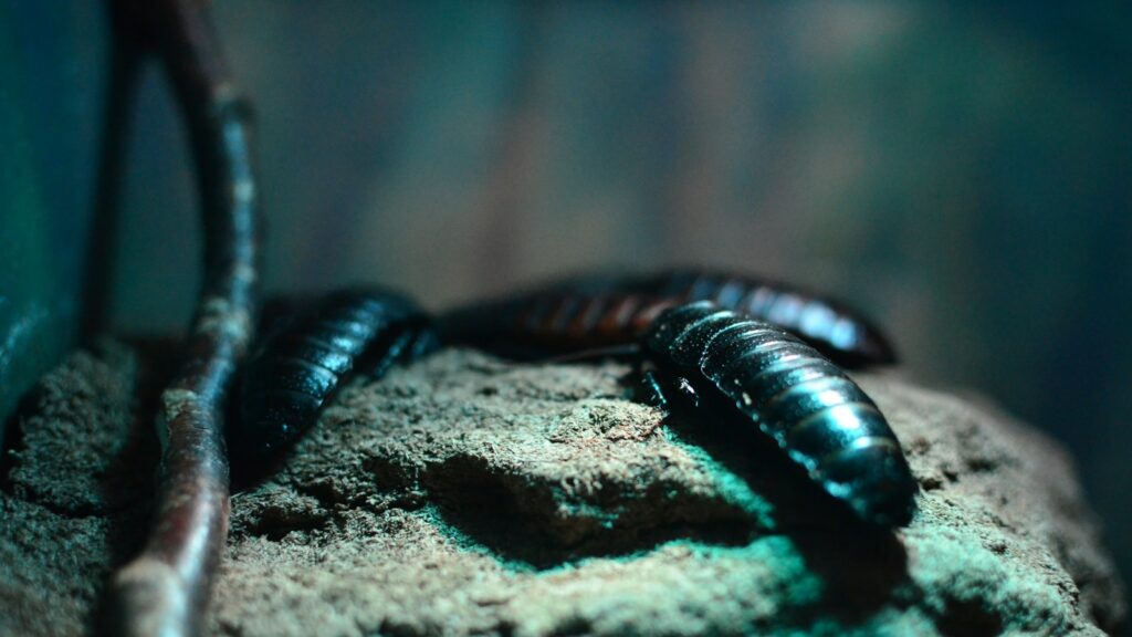 Several large, shiny black cockroaches resting on a rocky surface in dim lighting.