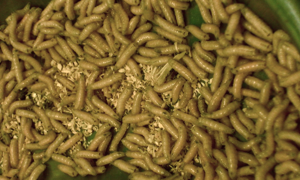 Green bottle fly larvae