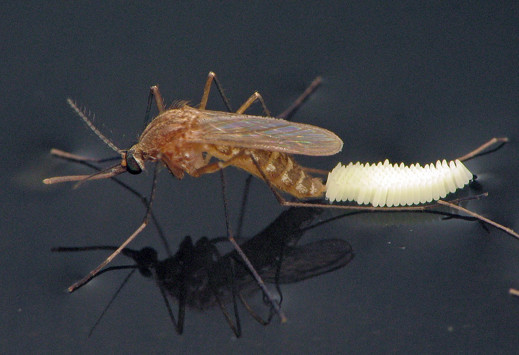 An ovipositing Culex quinquefasciatus