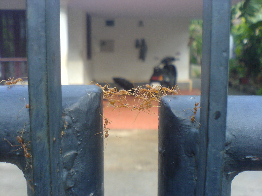 An ant bridge.