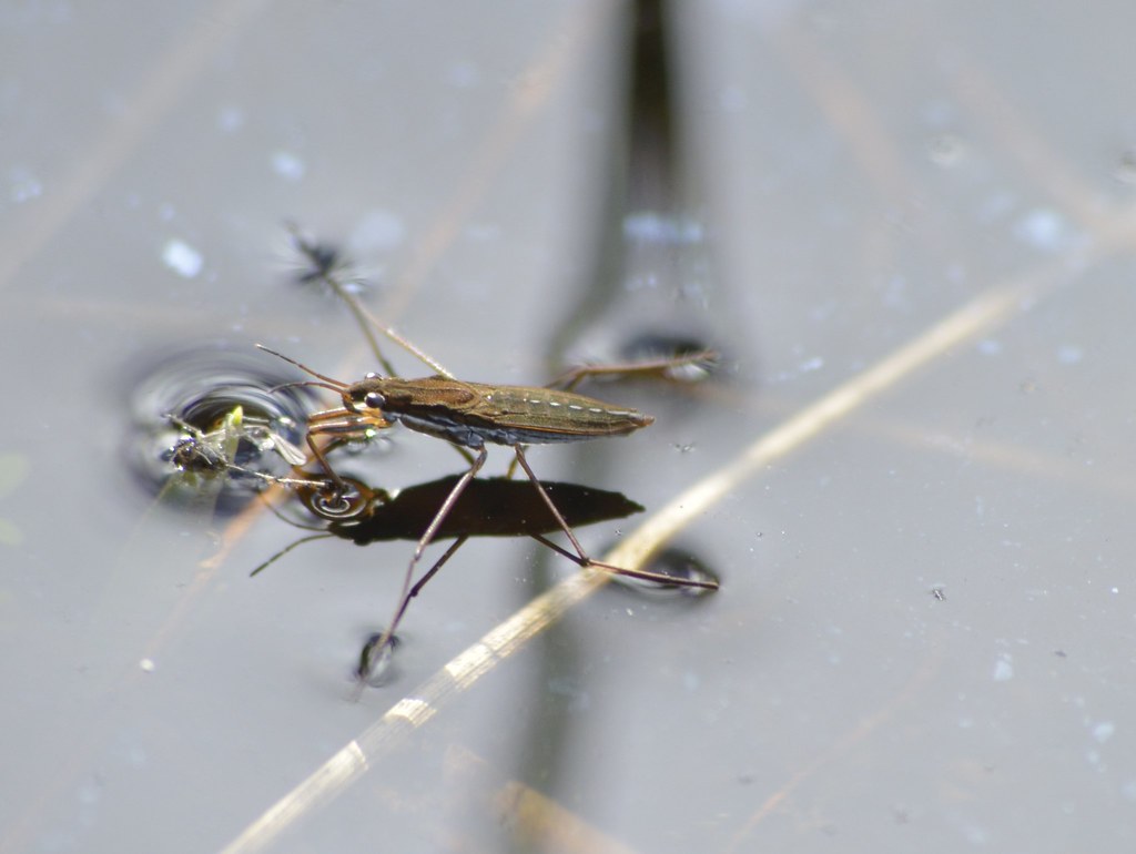 A water strider feeding on water