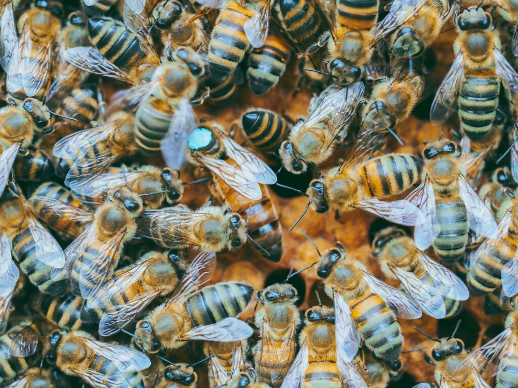 A colony of bees on a brown wooden surface