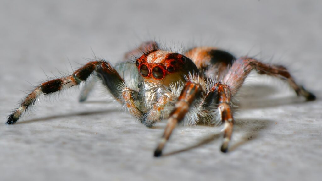 A brown and black jumping spider with a red head region on grey concrete floor