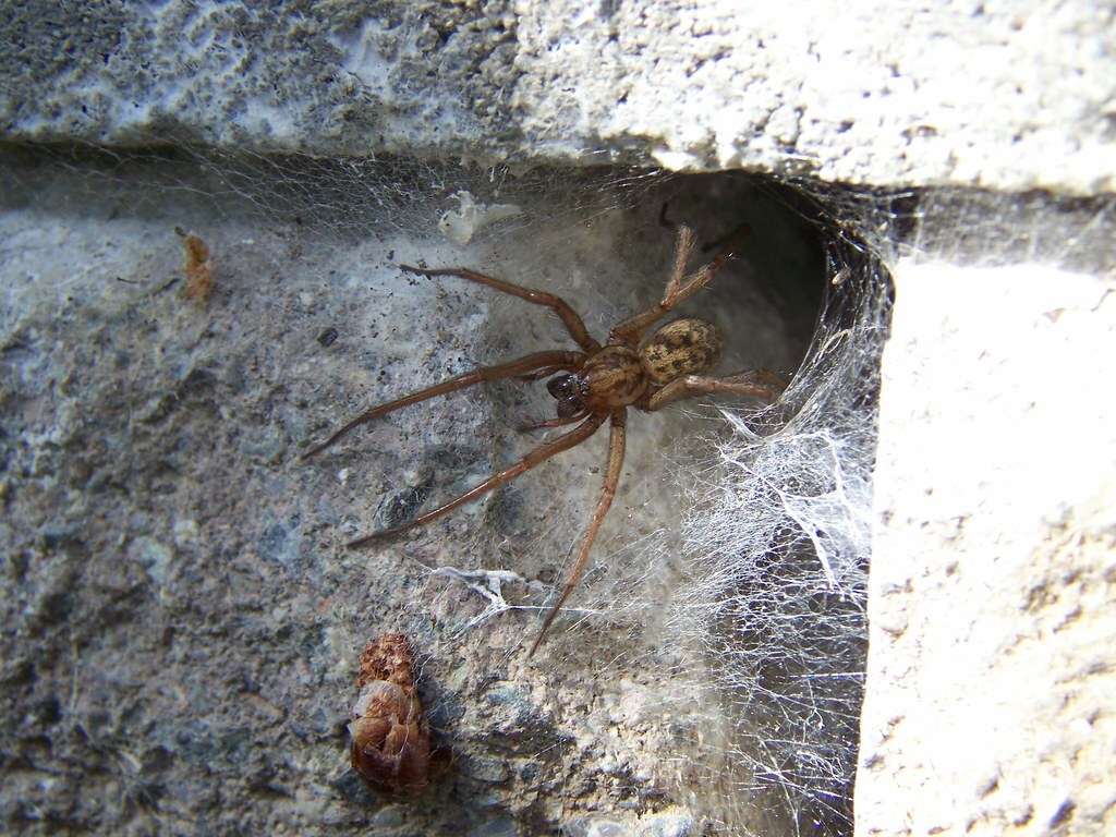 A giant house spider on its web.