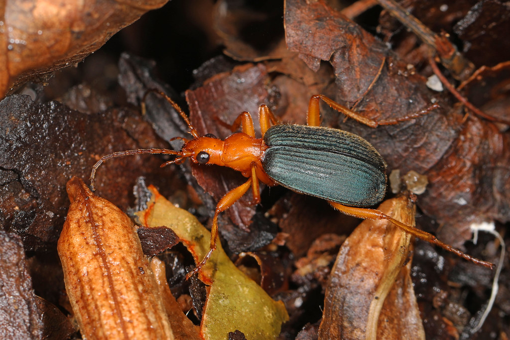Brachinus favicollis on a wet forest floor.