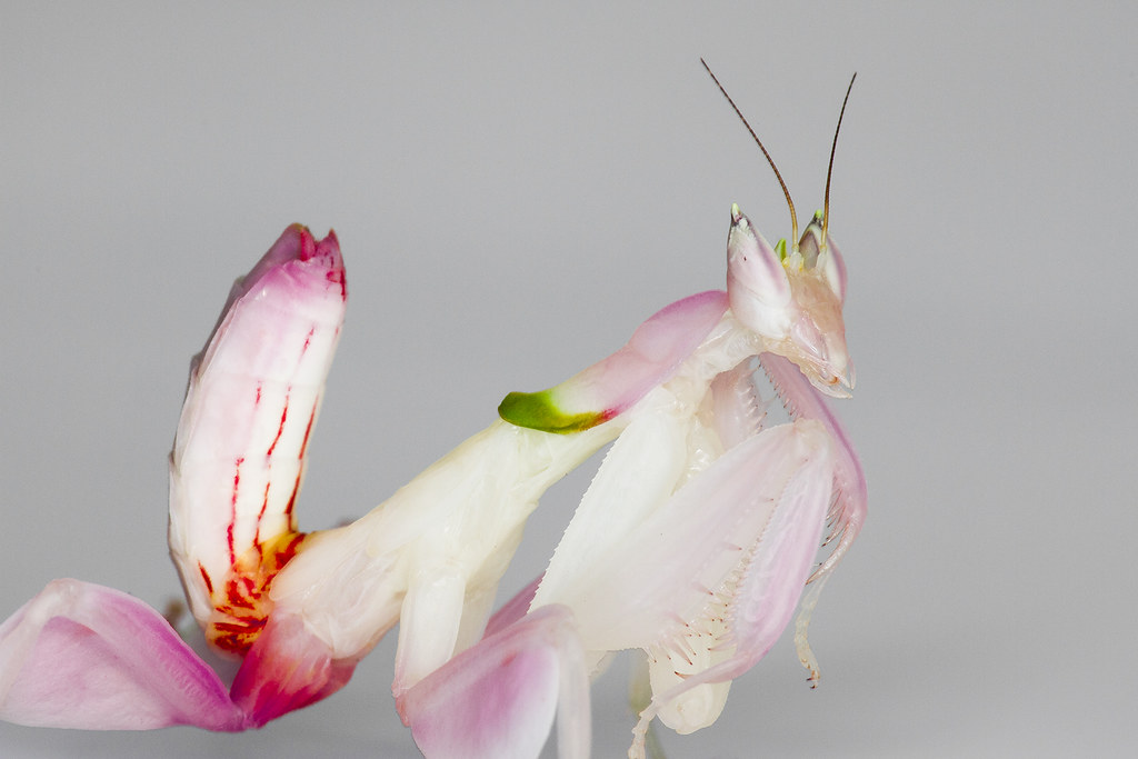 Orchid Mantis (Hymenopus coronatus)