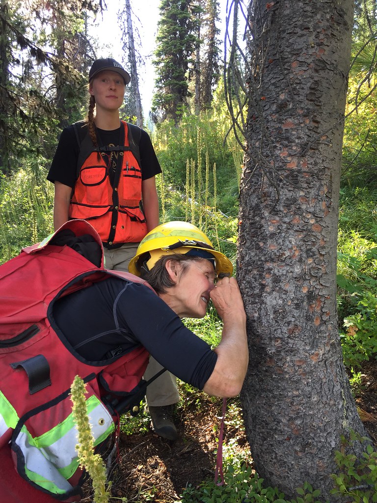 Forest Entomologist Connie Mehmel looks closely at beetle galleries on whitebark pine while volunteer Skyler Johnson looks on. Colville National Forest, Washington. Year 2017