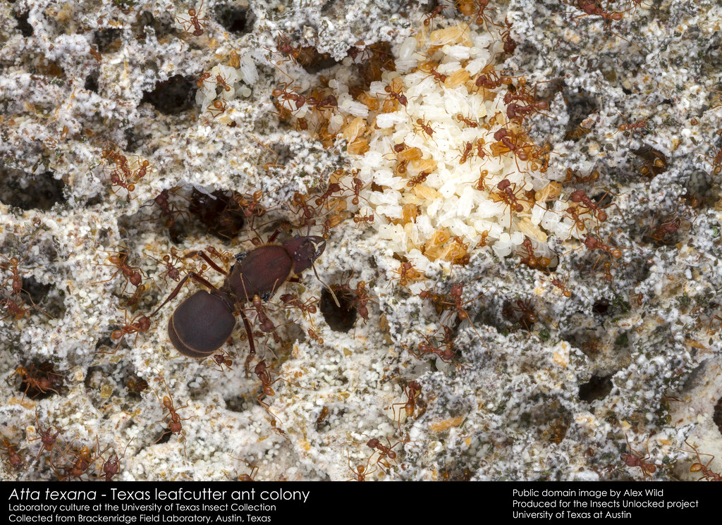 A colony of Texas Leafcutter ants (Alta texana)
