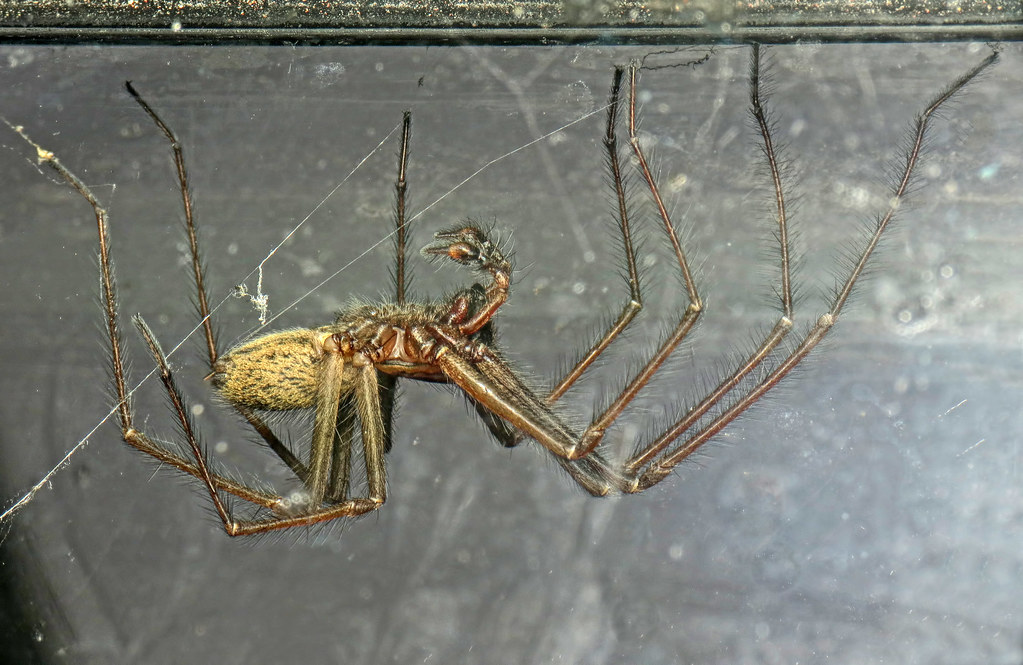 A spider making a web