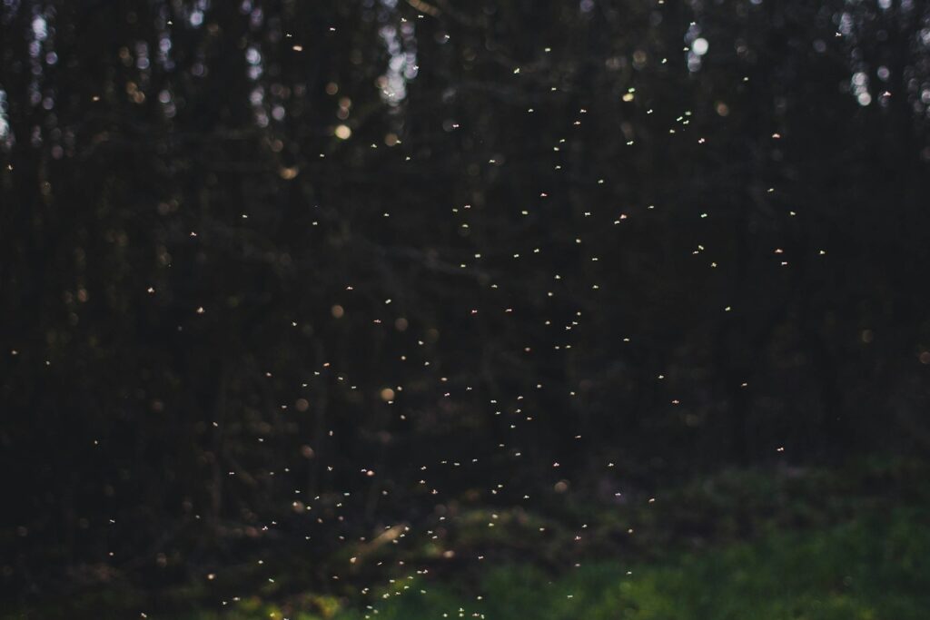 A forest lit by countless fireflies, their soft glow weaving through trees like floating sparks.