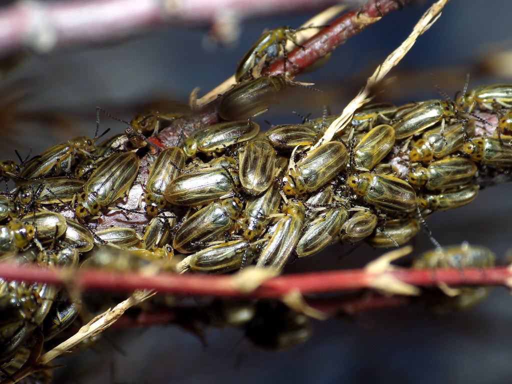 Tamarisk beetles, a biocontrol agent for Tamarisk trees.