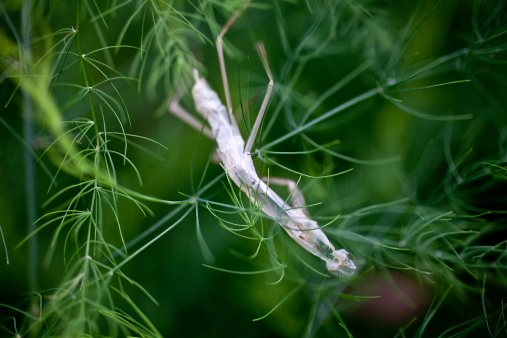 A praying mantis molted skin