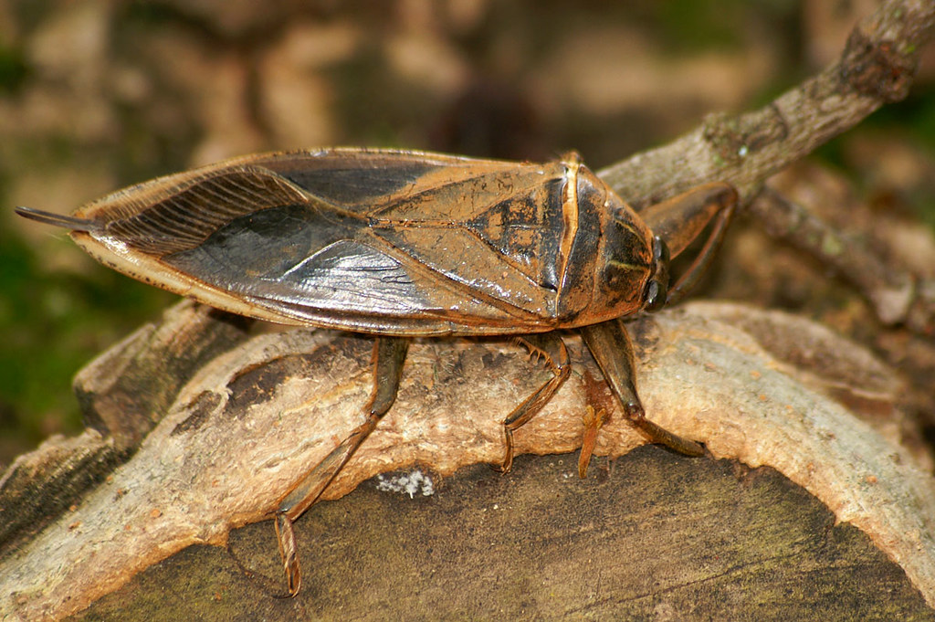 A close-up shot of a water scorpion holding onto a wood.