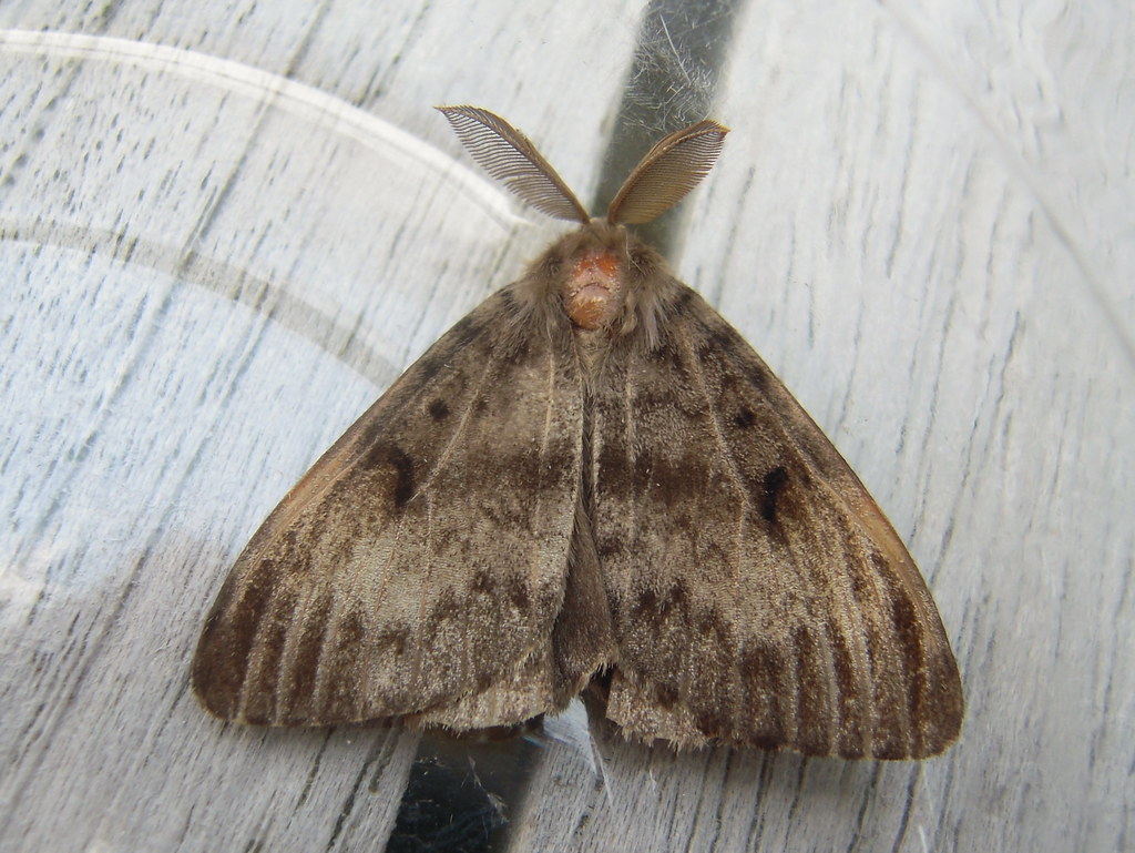 The European gypsy moth (Lymantria dispar L.)