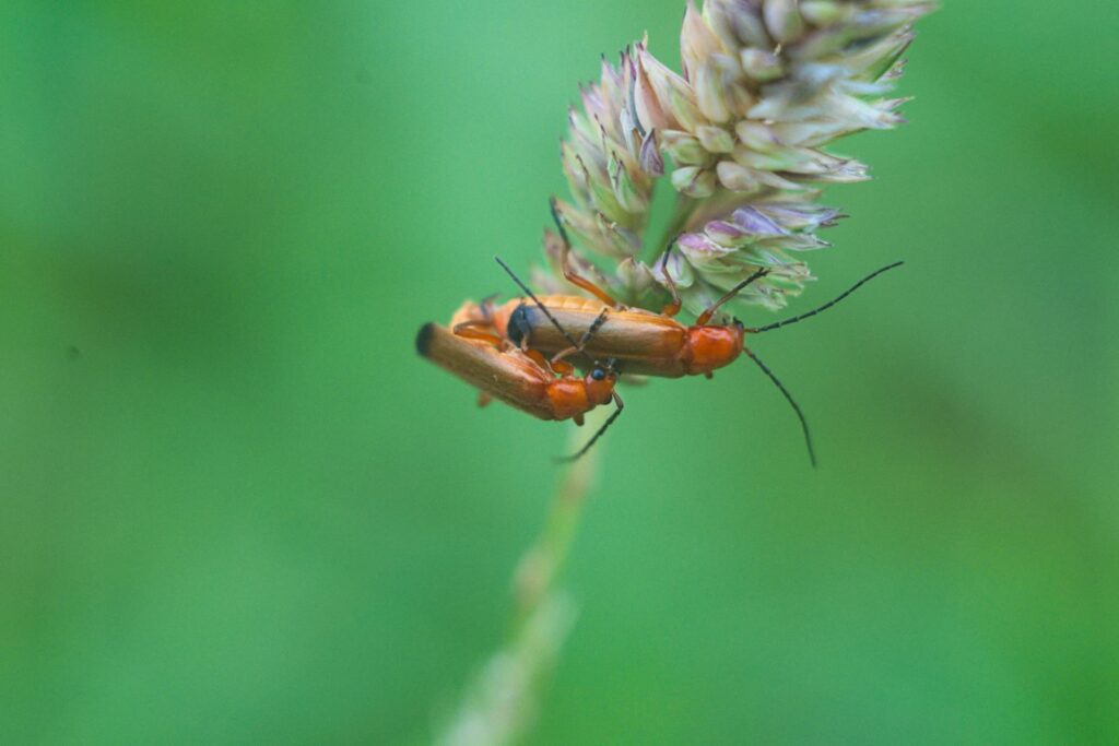 Two soldier beetles mating on grass.