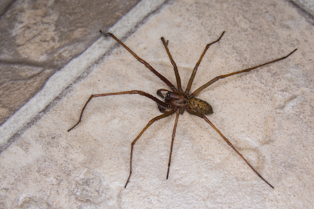 The giant house spider on a tiled floor.
