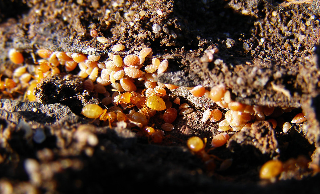 Unarmored scale insects on a soil