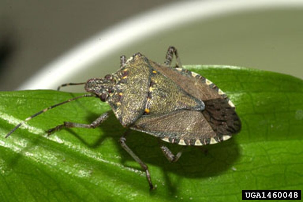 Brown marmorated stink bug adult (Halyomorpha halys)