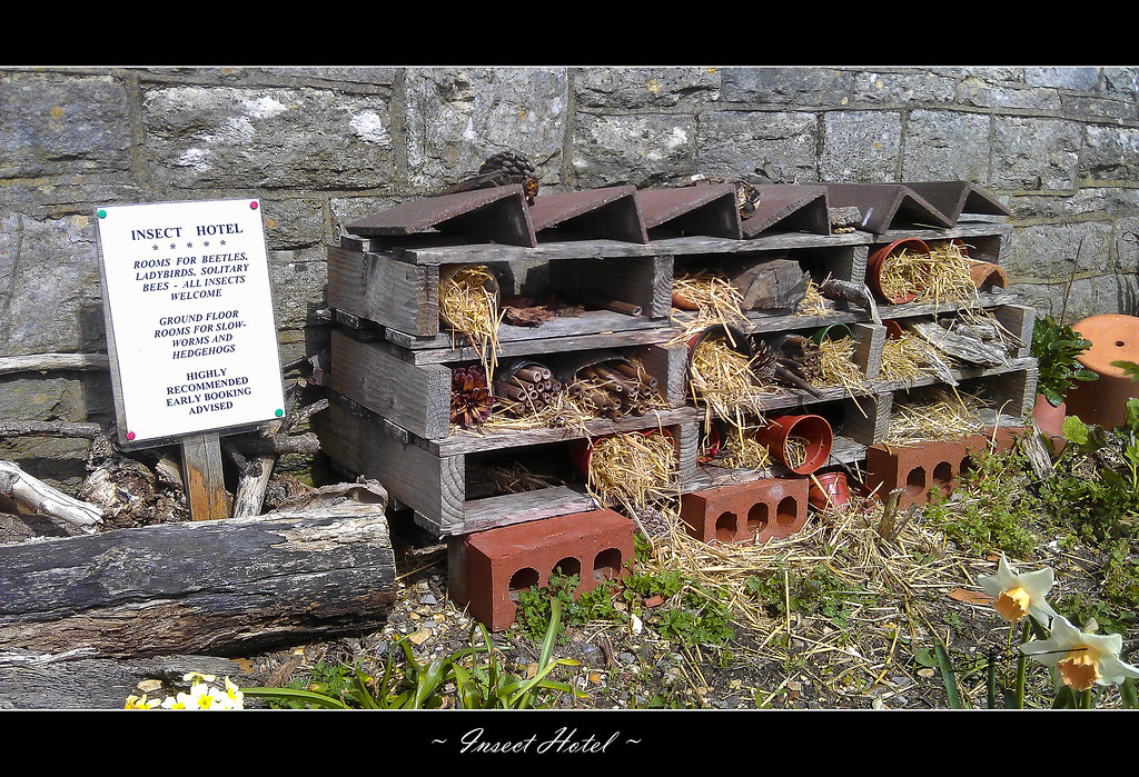 An Insect Hotel