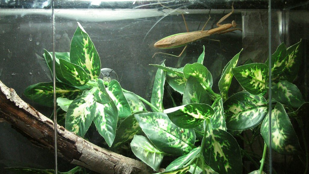 Praying mantis (Statilia maculata)
