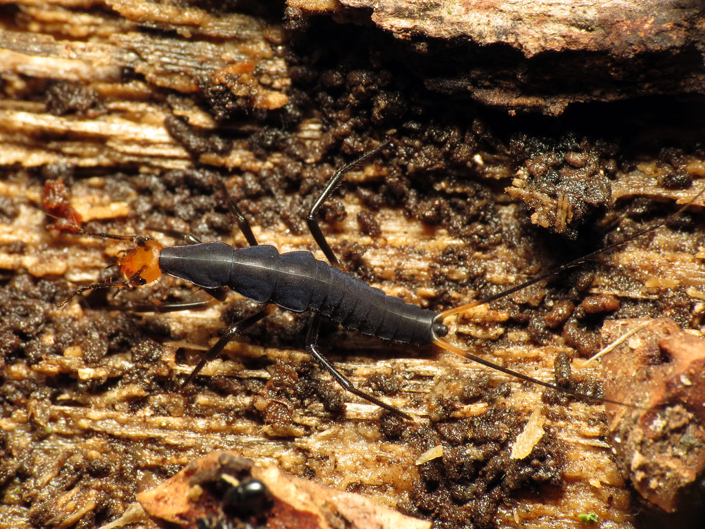 The larva of a bombardier beetle