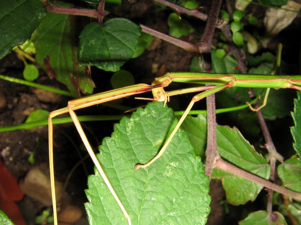 A female Bacillus rossius