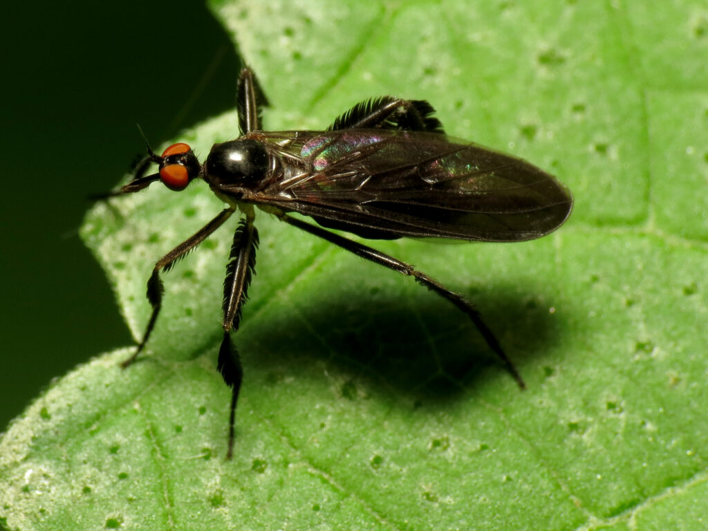 A dance fly