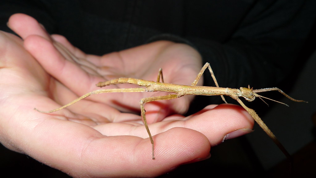 A human hand carrying a walking stick insect.